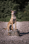 stehender Malinois
