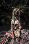 Malinois