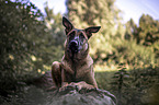 liegender Malinois