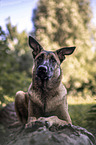 liegender Malinois