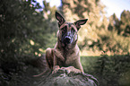 liegender Malinois