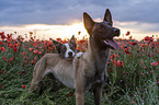 Malinois und Border Collie