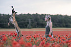 Frau mit Malinois im Mohnfeld