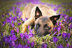 liegender Malinois