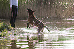 Malinois im Wasser