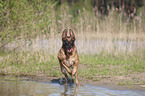 rennender Malinois