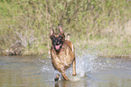 rennender Malinois