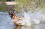rennender Malinois