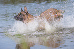 rennender Malinois
