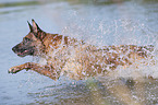 rennender Malinois