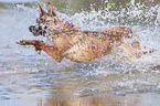 springender Malinois