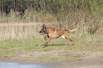 rennender Malinois