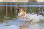 springender Malinois