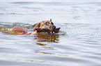 schwimmender Malinois