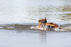 schwimmender Malinois