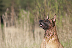 Malinois Portrait