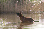 Malinois im Wasser