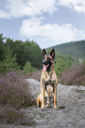 sitzender Malinois