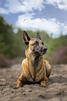 liegender Malinois