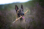 Malinois Portait