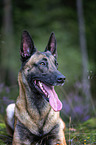 liegender Malinois