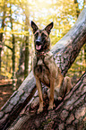 junger Malinois