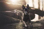 junger Malinois