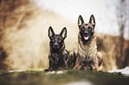 2 Malinois