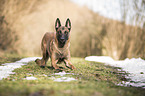 Malinois