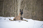 liegender Malinois