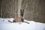 liegender Malinois