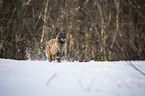 rennender Malinois