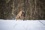 rennender Malinois