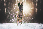 rennender Malinois