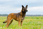 Malinois