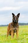 Malinois
