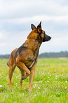 Malinois