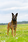 Malinois