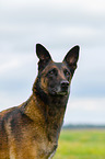 Malinois Portrait