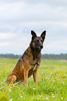 sitzender Malinois