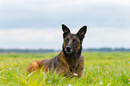 liegender Malinois