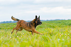 rennender Malinois