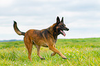 rennender Malinois