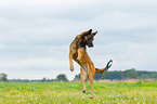 springender Malinois