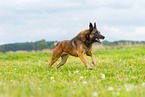 rennender Malinois
