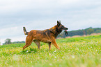 spielender Malinois