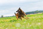 rennender Malinois