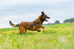 rennender Malinois