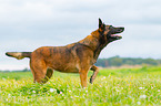 trabender Malinois