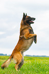 Malinois macht M�nnchen